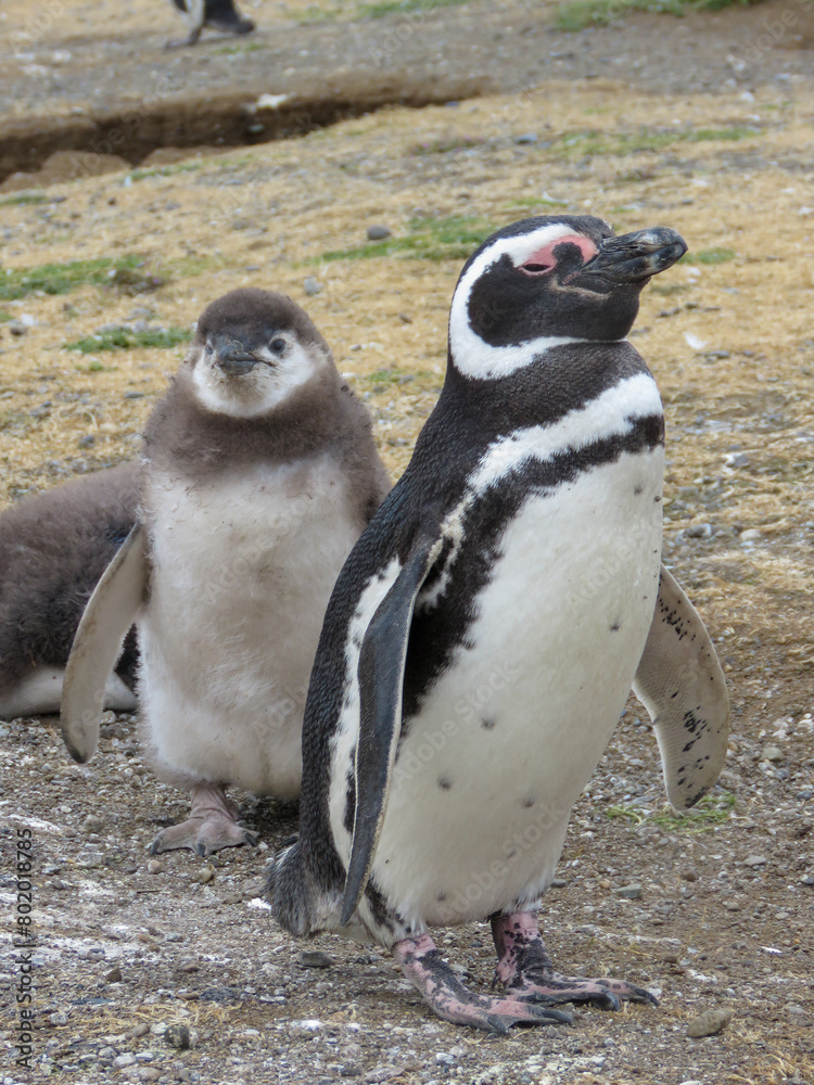 Fototapeta premium penguin on the rocks