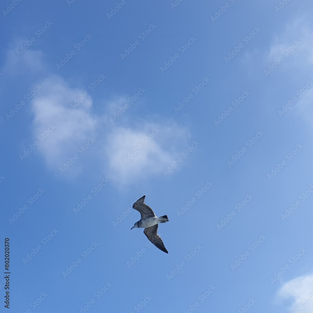 seagull in the sky seagull in the sky