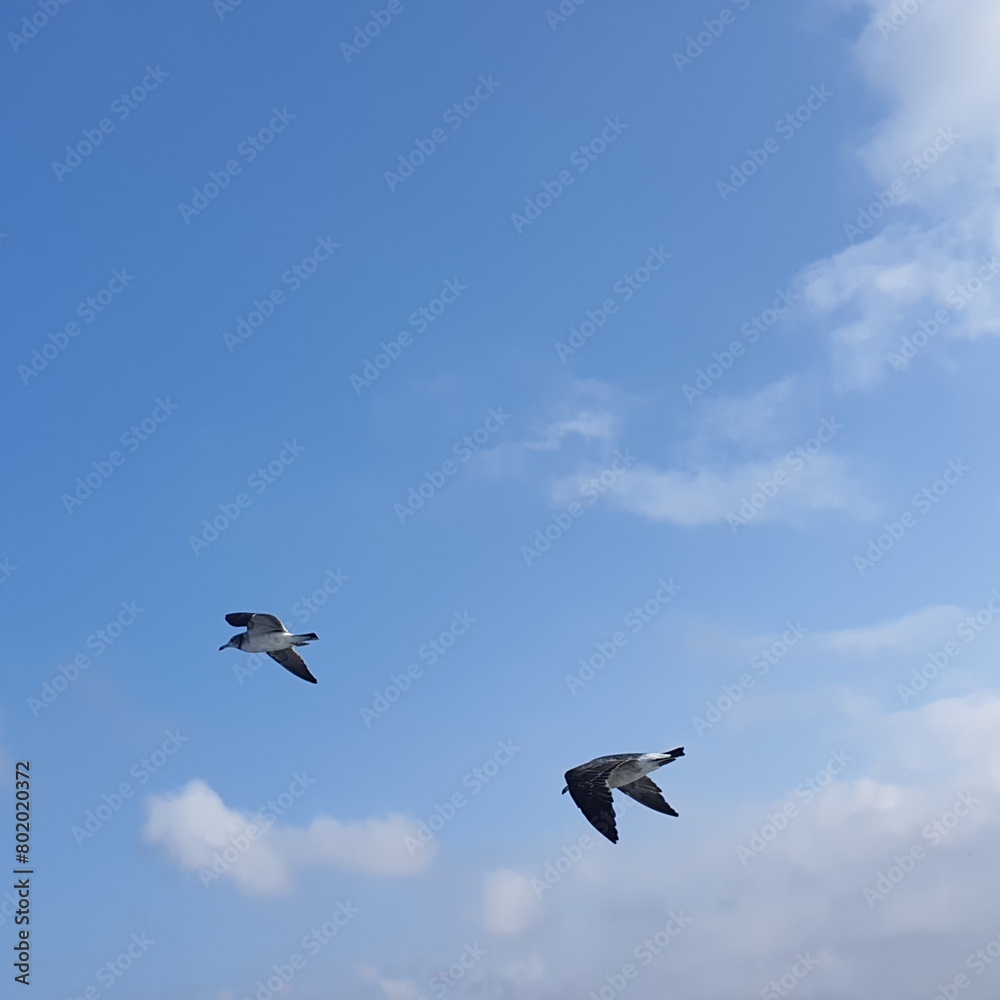 pelicans in flight pelicans in flight