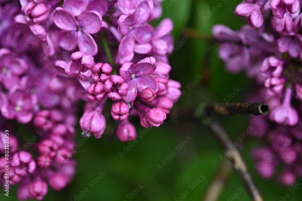 lilac flowers as a background, pink lilac branches as a background lilac flowers as a background, pink lilac branches as a background