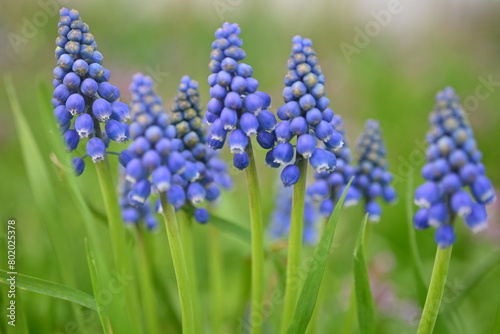blue flowers of Muscari Armeniacum close up as a background, macro blue flowers of spring onion plants  photo