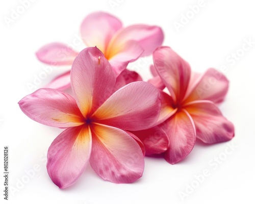 Tropical Flowers. Beautiful Pink Frangipani Flowers on White Background