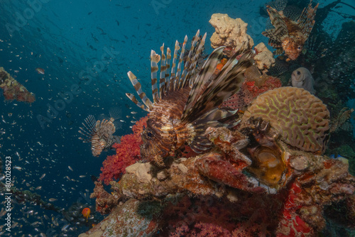 Lionfish in the Red Sea colorful fish, Eilat Israel 