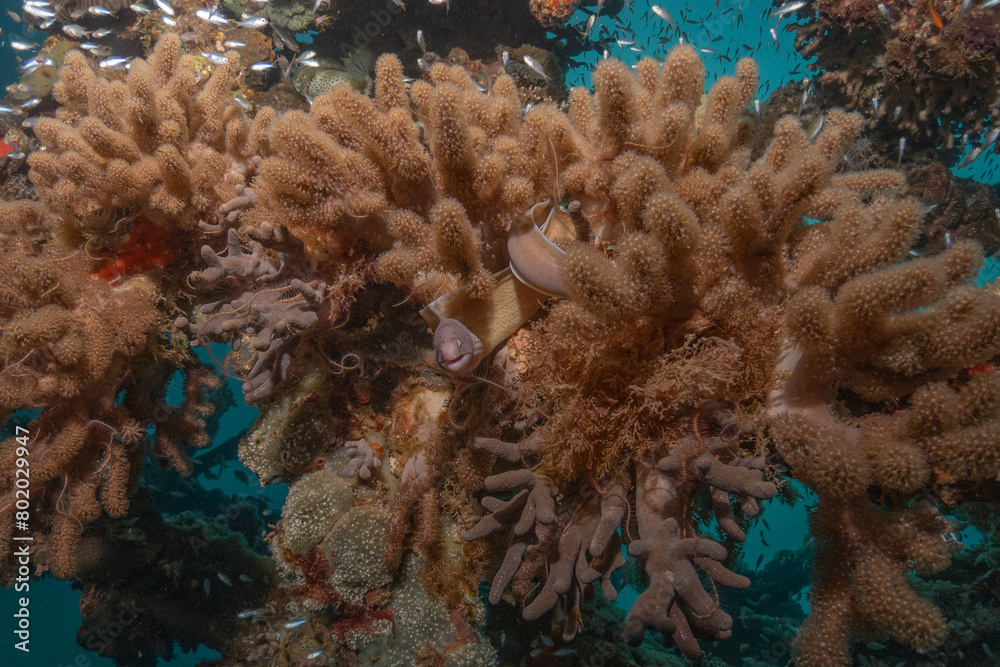 Obraz premium Moray eel Mooray lycodontis undulatus in the Red Sea, Eilat Israel 
