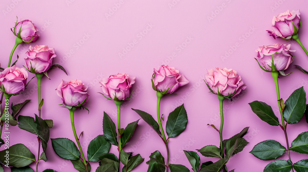 Beautiful pink roses on color background