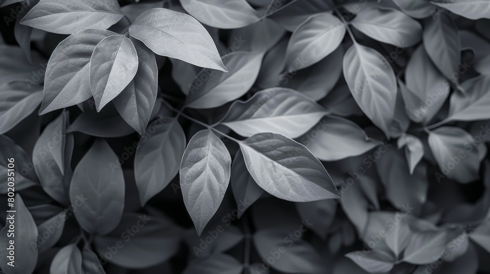A close up of a leafy plant with a black and white filter A close up of a leafy plant with a black and white filter