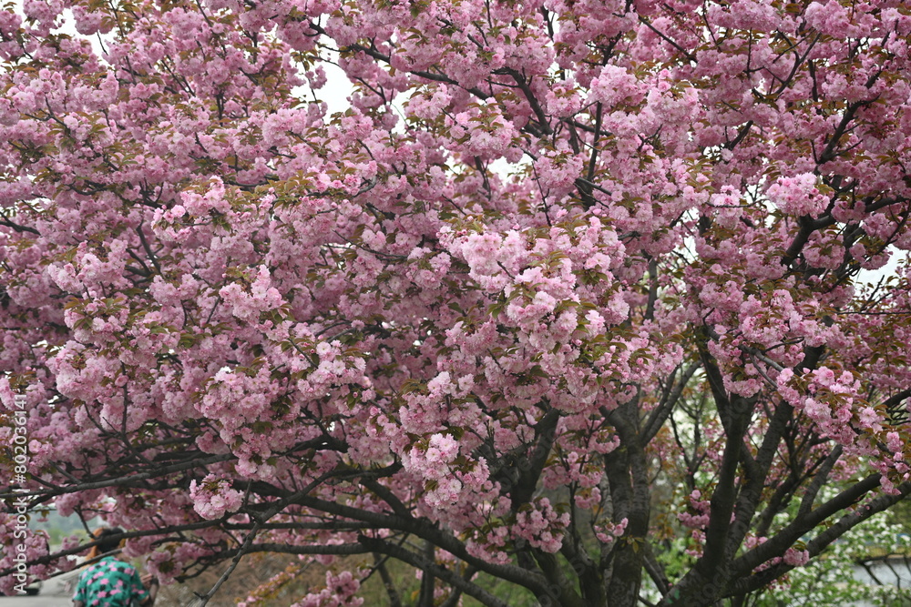 pink sakura blossoms as a background, close-up of Japanese cherry tree branches pink sakura blossoms as a background, close-up of Japanese cherry tree branches