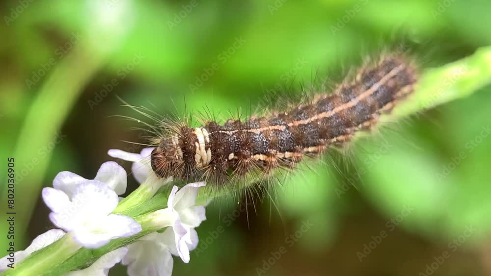 Caterpillars are eating white flowers Caterpillars are eating white flowers