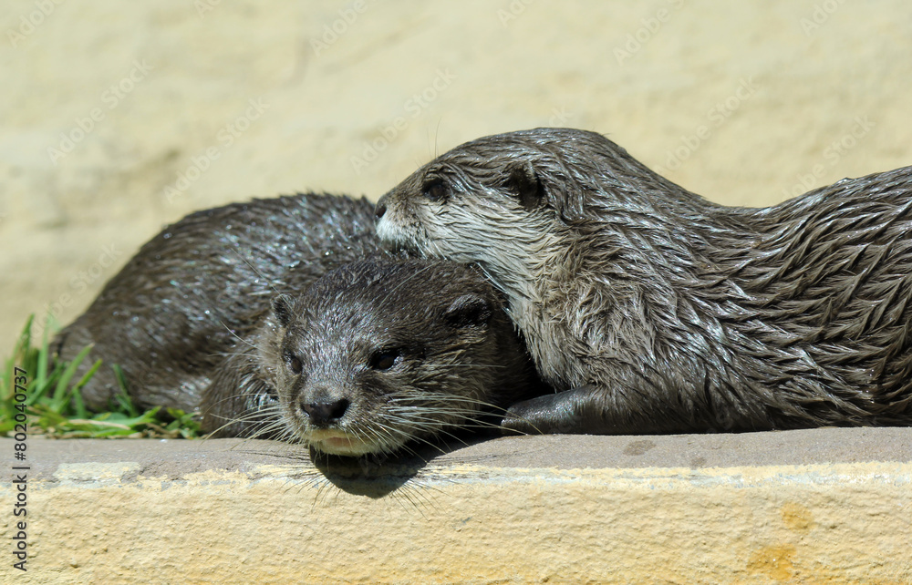 Two otter friends with one resting its head on the other Two otter friends with one resting its head on the other