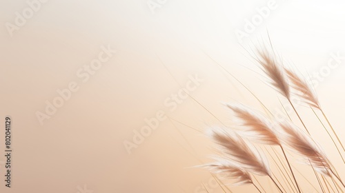 An elegant and serene essence of minimalism   featuring delicate dried bunny tail grass in a soft hue   set against a clean   neutral background with ample copy space for text