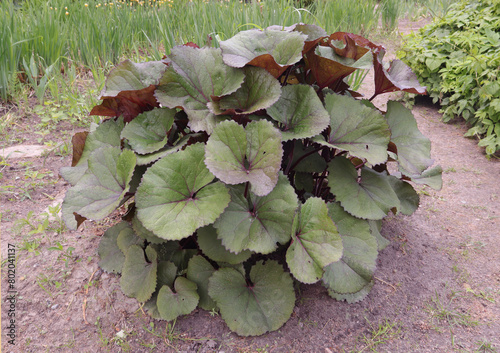 Foto Buzulnik serrated (serrated ligularia)