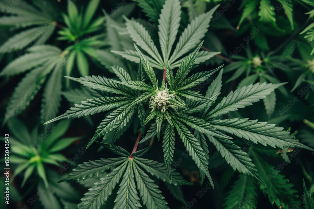 Marijuana Leaves, Cannabis Plant, Buds, Generative AI Marijuana Leaves, Cannabis Plant, Buds, Generative AI