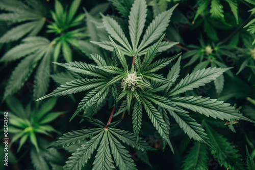 Marijuana Leaves  Cannabis Plant  Buds  Generative AI