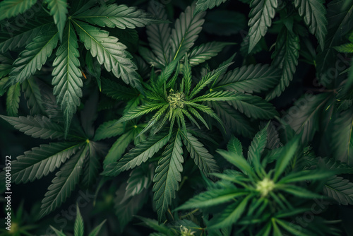 Marijuana Leaves, Cannabis Plant, Buds, Generative AI