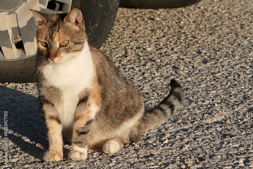 Cute calico tricolor cat with tabby back and tail with almond coloured eyes, sitting in front of pickup wheel on conrete molo, sunlit by afternoon summer sunshine. 