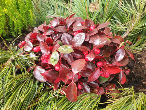 A bush of gaultheria procumbens with red berries and leaves blooms in a flower bed. photo