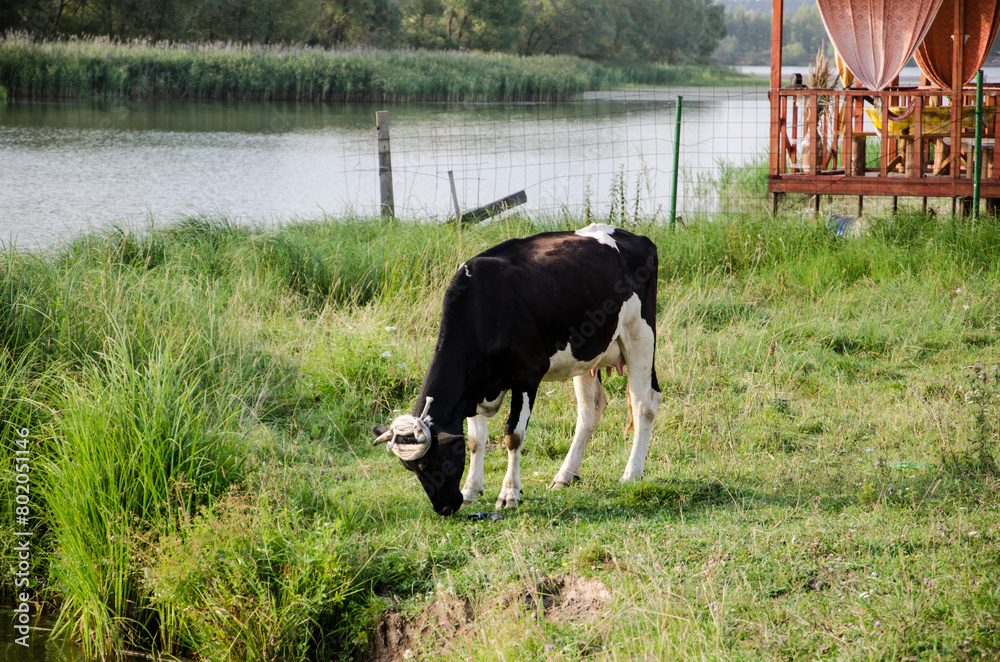 Black and white cow grazing on a green meadow near the lake Black and white cow grazing on a green meadow near the lake
