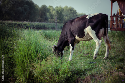 Black and white cow grazing in a meadow on a summer day