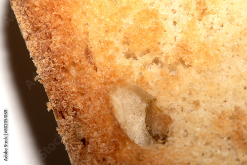 Close Up of a Toasted Hme Made Bread Roll Showing Texture photo