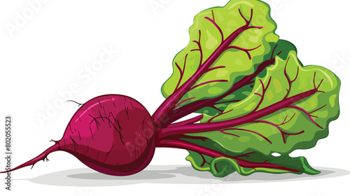 Half of fresh beet on white background Vector style 
