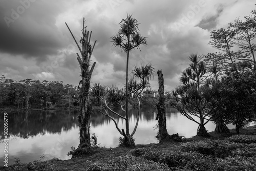 Landscape with Lake and Bizarre Trees in Bois Cheri Tea Plantation, Mauritius in Monochrome Black and White photo