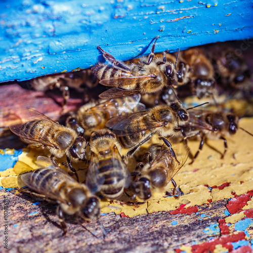 Wooden beehive and bees.The bees return to the beehive after the honeyflow.Honey bees on home apiary, apiculture concept