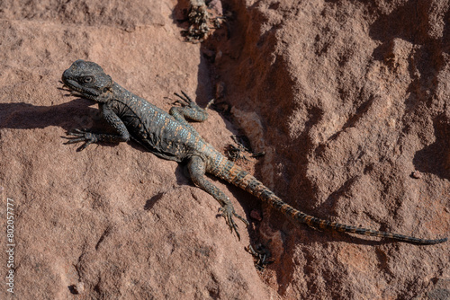 Sinai Agama Lizard Pseudotrapelus sinaitus in Wadi Rum, Jordan