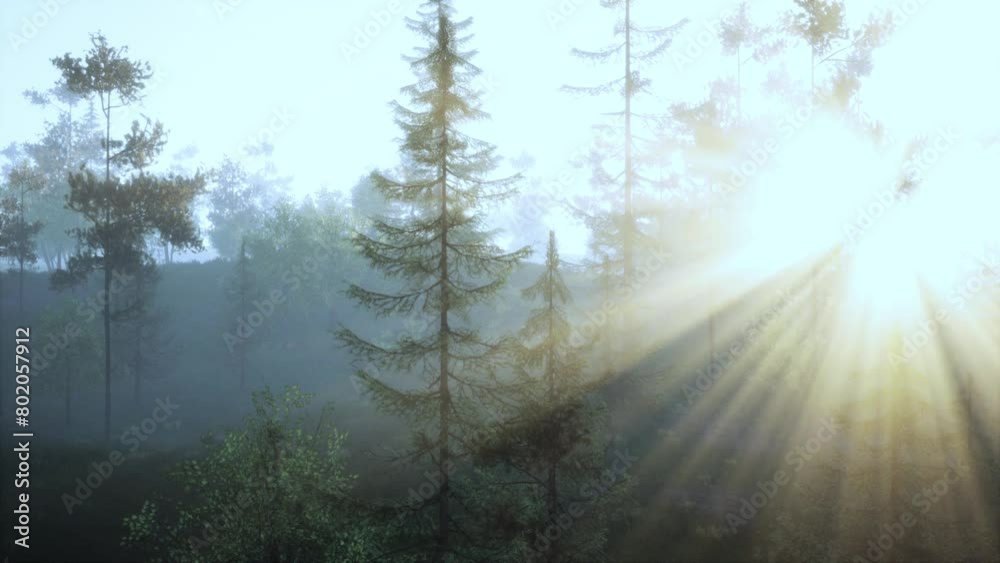 The sun is shining through the trees in the forest The sun is shining through the trees in the forest