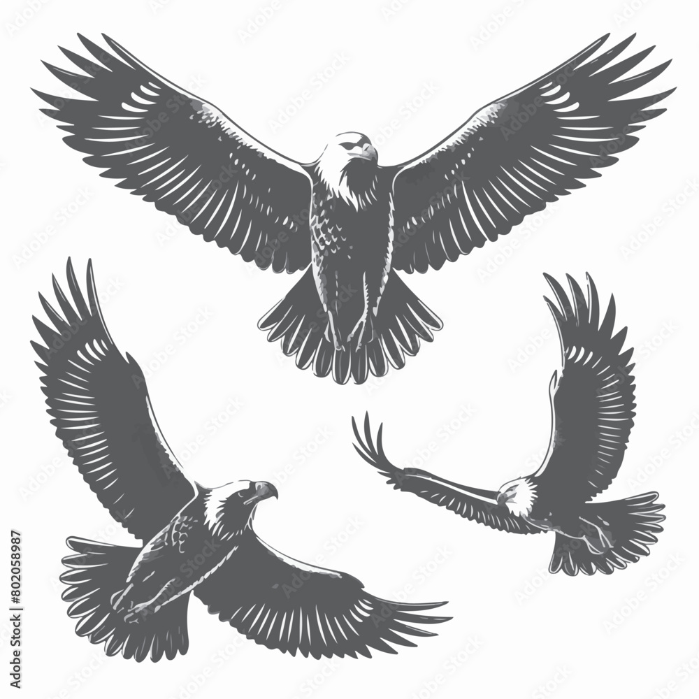 Obraz premium eagle with wings