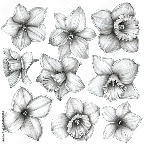 pencil drawing detailed sketch set of black and white daffodil flowers on white background