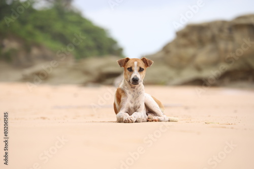 Dog on the beach of Andaman islands photo