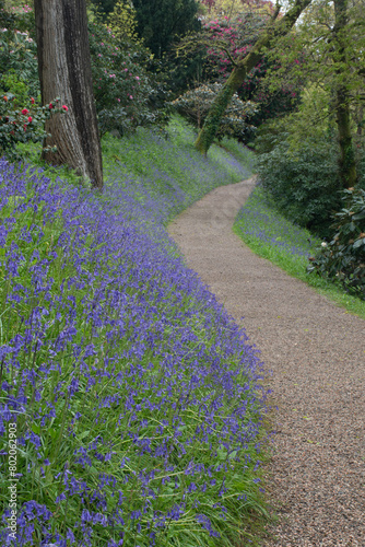 Bluebells besides a path at Lanhydrock Cornwall
