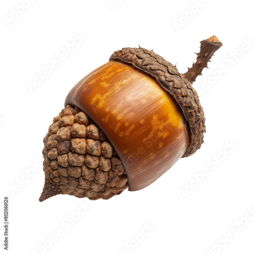 Acorn isolated on transparent background With clipping path. cut out. 3d render