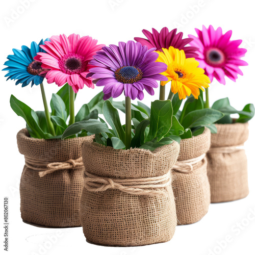 beautiful colorful daisy flowers in small pots decorated with sackcloth isolated on transparent background With clipping path. cut out. 3d render