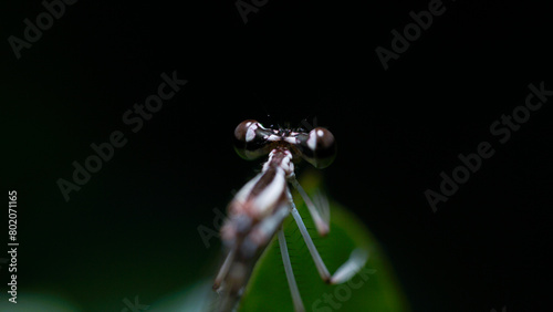 Resting Dragonfly on a Leaf © Akatara