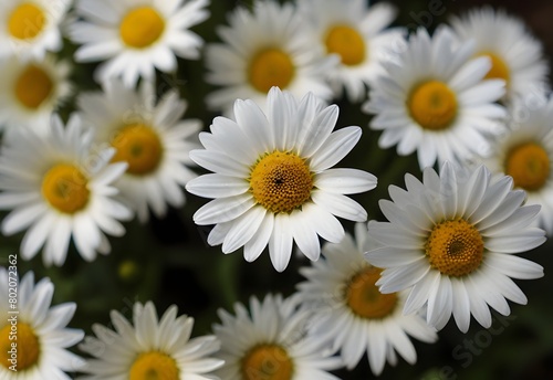 A cluster of daisies  their white petals frame yellow centers  generative AI