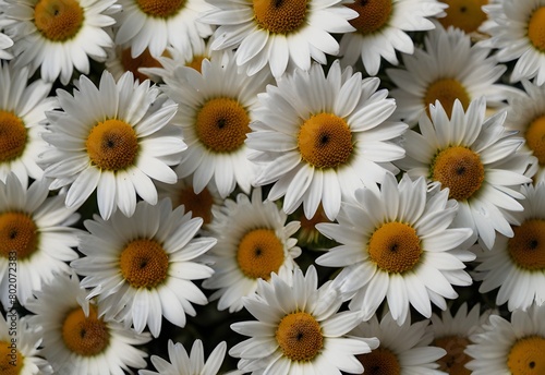 A cluster of daisies  their white petals frame yellow centers  generative AI