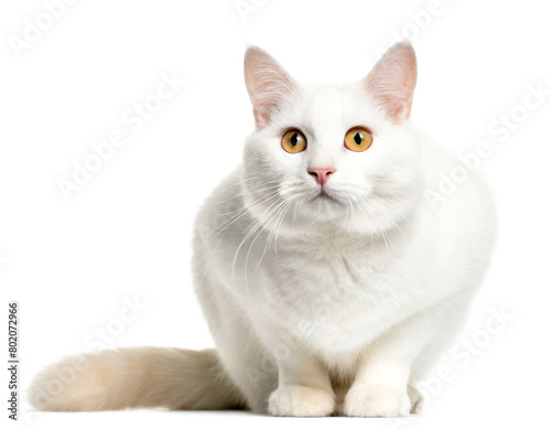 albino Katze auf vier beinn isoliert auf weißen Hintergrund, Freisteller 