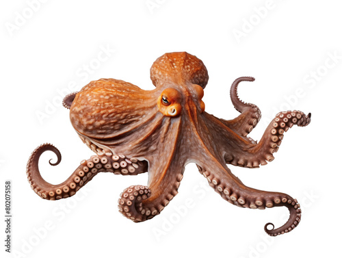 a brown octopus with tentacles © LIFSTOCK