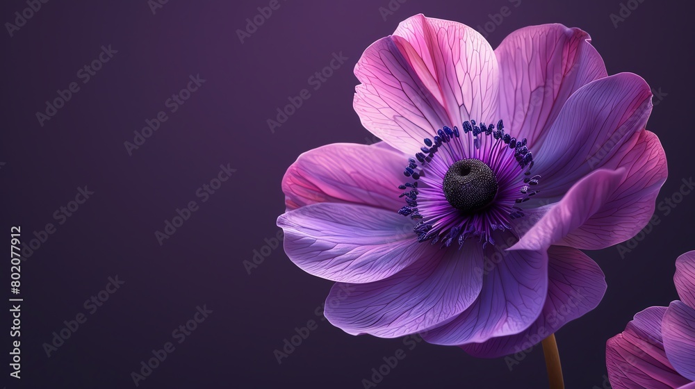 Anemone highlighted, rich purple background, magazine format, natural light, faceon angle