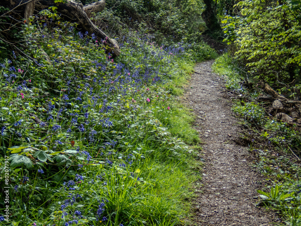 Obraz premium Pathway in a Rural Cornish forest.