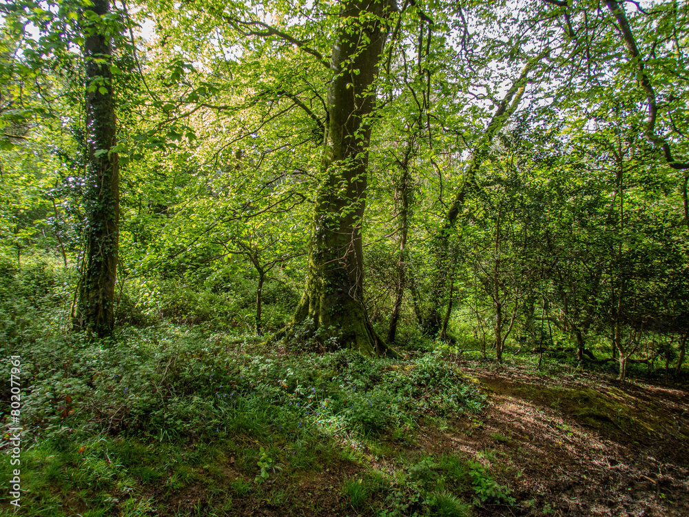 Obraz premium Spring Day in a Cornish Woodland.