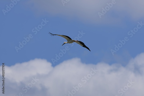 A male Oriental Stork flying in search of presents for his wife