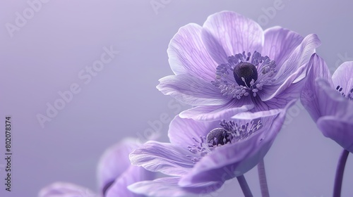 Anemone, soft lavender background, polished magazine appearance, even lighting, straighton camera photo