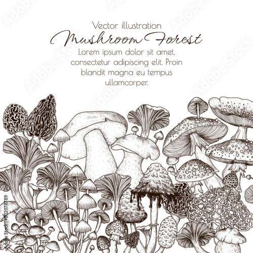 Vector frame of forest mushrooms. Fly agaric, porcini mushroom, chanterelles, honey mushrooms, morel, bamboo, common bonnet , Coprinus comatus