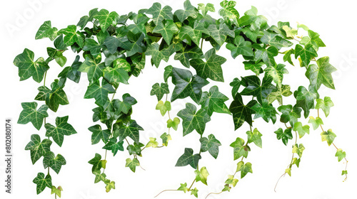 Hanging vines ivy foliage jungle bush, heart shaped green leaves climbing plant nature backdrop isolated on white background with clipping path,Lush Green Hanging Potted Plant Isolated on White 