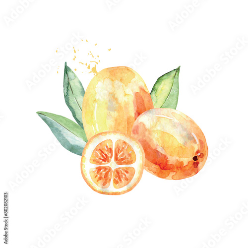 Hand Drawn Watercolor kumquat Fruit. Vector illustration. (ID: 802082103)