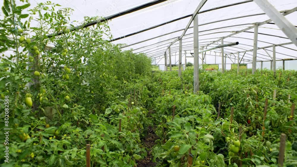Background video showing the big world of the greenhouse. In it, organic tomatoes and cucumbers are grown in rows. High quality 4k footage