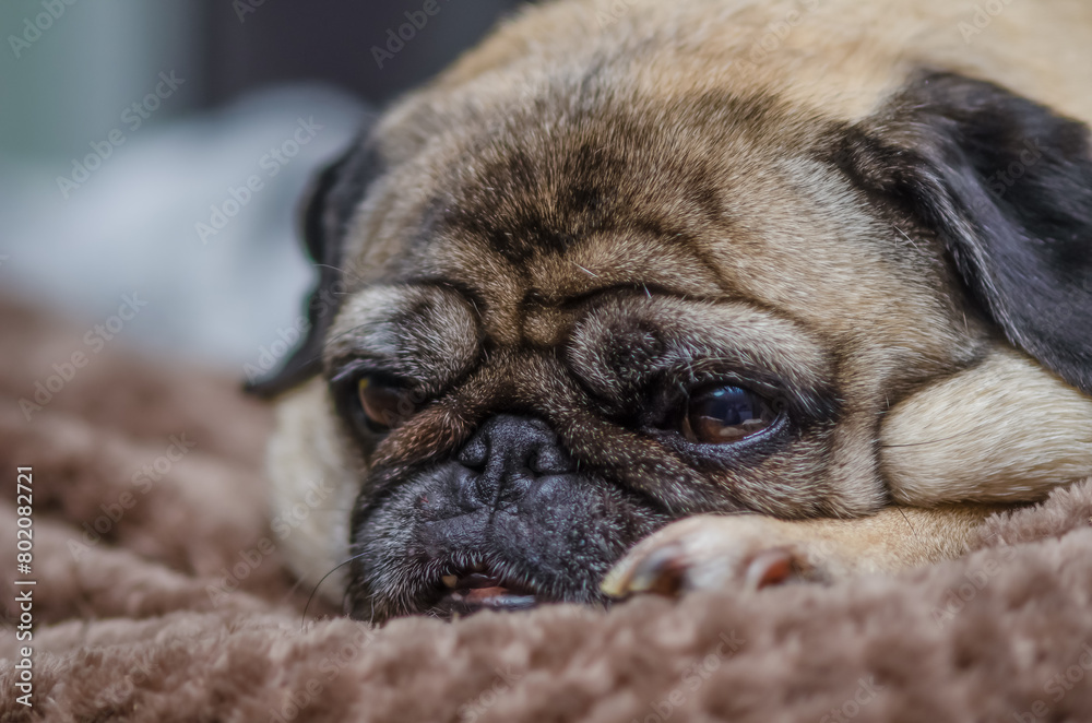 old pug resting on the sofa