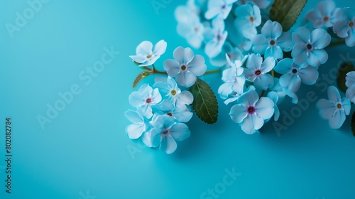 Forgetmenot on vibrant teal background, magazine aesthetic, bright light, high angle view photo